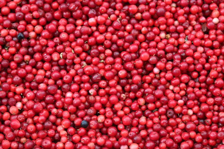 What is Cranberry Seed Flour?
