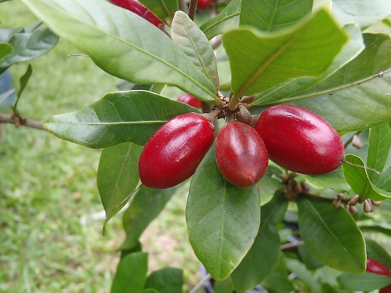 what is miracle berry fruit bush tree